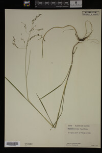 Glyceria striata image