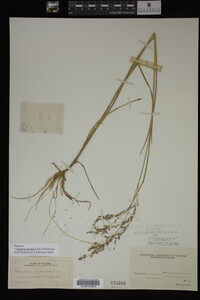 Glyceria striata image