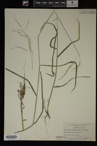 Glyceria striata image
