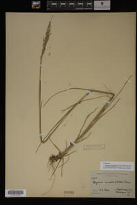 Glyceria striata image