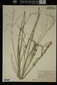 Glyceria striata image