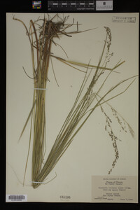 Glyceria striata image