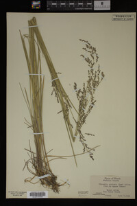 Glyceria striata image
