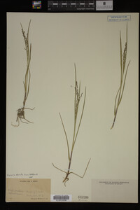 Glyceria striata image