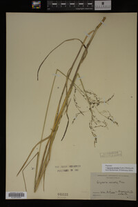 Glyceria striata image