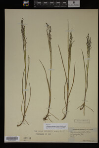 Glyceria striata image