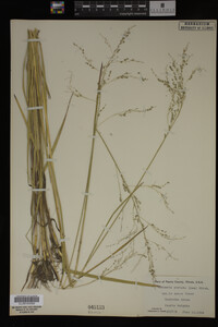 Glyceria striata image