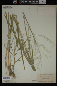 Glyceria striata image