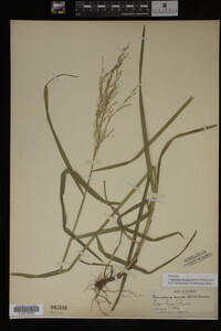 Glyceria striata image