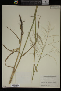 Glyceria striata image