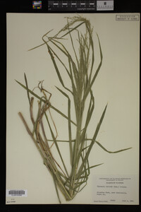 Glyceria striata image