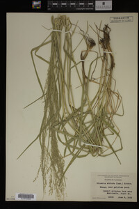 Glyceria striata image