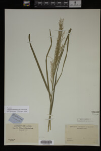 Glyceria striata image