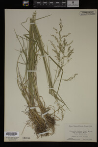 Glyceria striata image