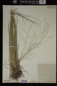 Glyceria striata image