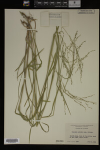Glyceria striata image