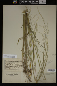 Glyceria striata image