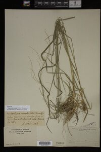 Glyceria striata image