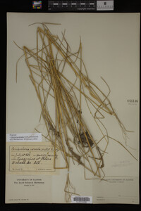 Glyceria striata image