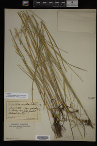 Glyceria striata image