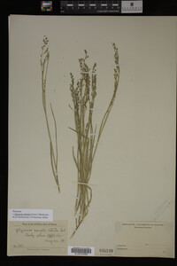 Glyceria striata image