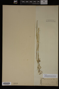 Glyceria striata image
