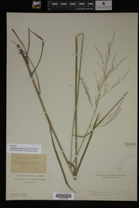 Glyceria striata image