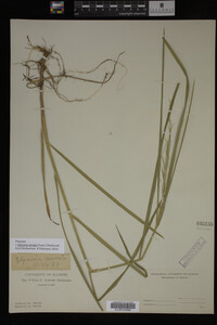 Glyceria striata image