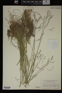 Glyceria striata image