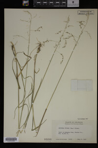 Glyceria striata image