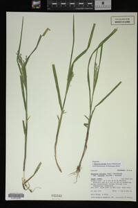 Glyceria striata image