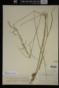 Glyceria striata image
