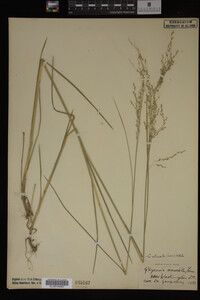 Glyceria striata image