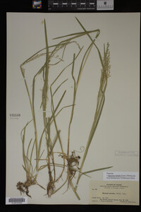 Glyceria striata image
