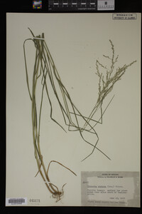 Glyceria striata image