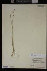 Glyceria striata image