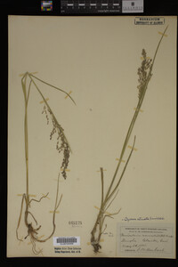 Glyceria striata image