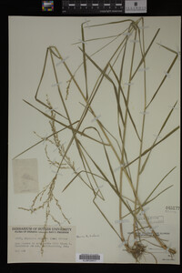 Glyceria striata image