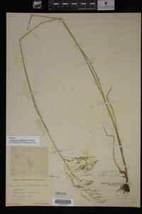 Glyceria striata image