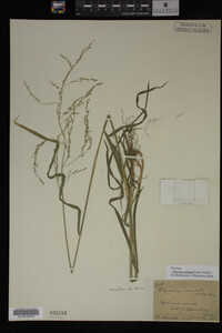 Glyceria striata image