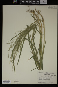 Glyceria striata image
