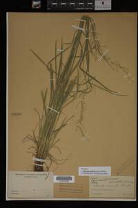 Glyceria striata image