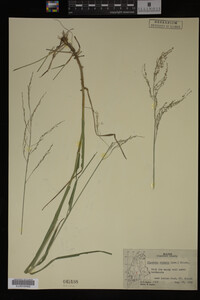 Glyceria striata image