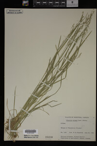 Glyceria striata image