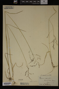 Glyceria striata image