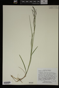 Glyceria striata image