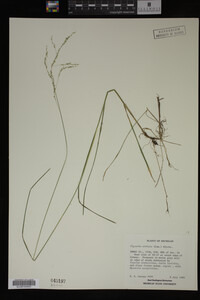 Glyceria striata image