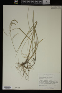 Glyceria striata image