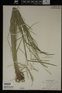 Glyceria striata image