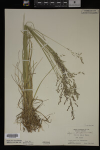 Glyceria striata image